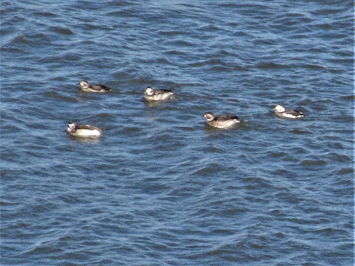 Long-tailed Duck - ML281071501