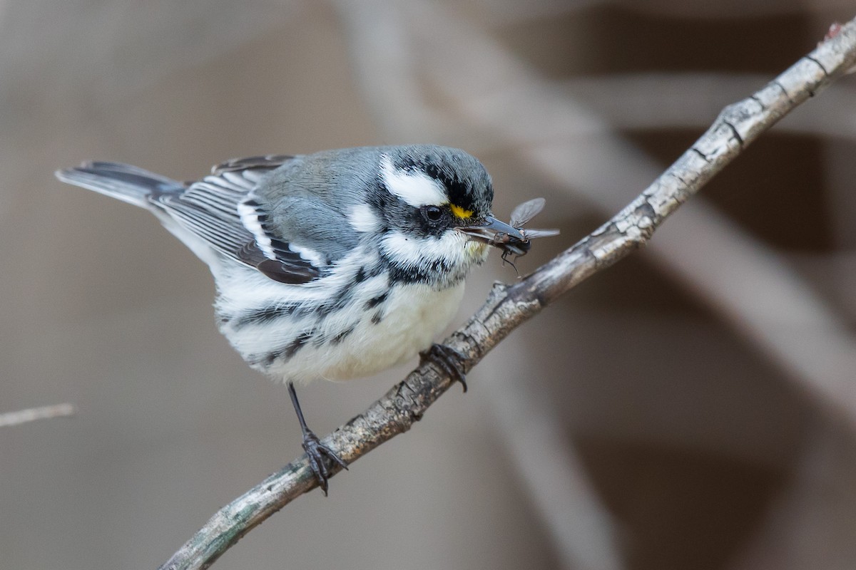 Black-throated Gray Warbler - Brian Stahls