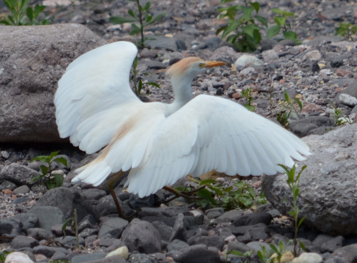 Чапля єгипетська (підвид ibis) - ML281078171