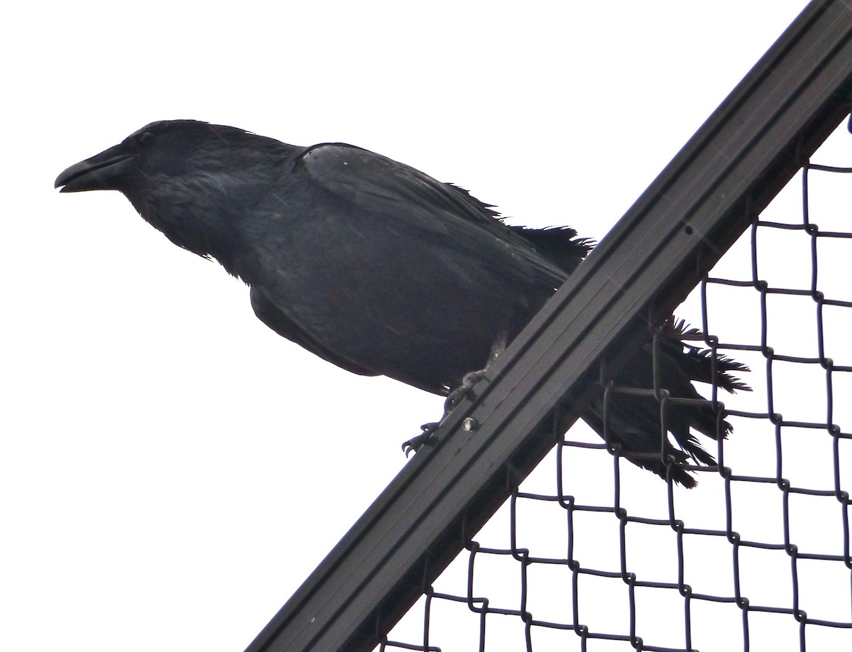 Common Raven - ML28108211