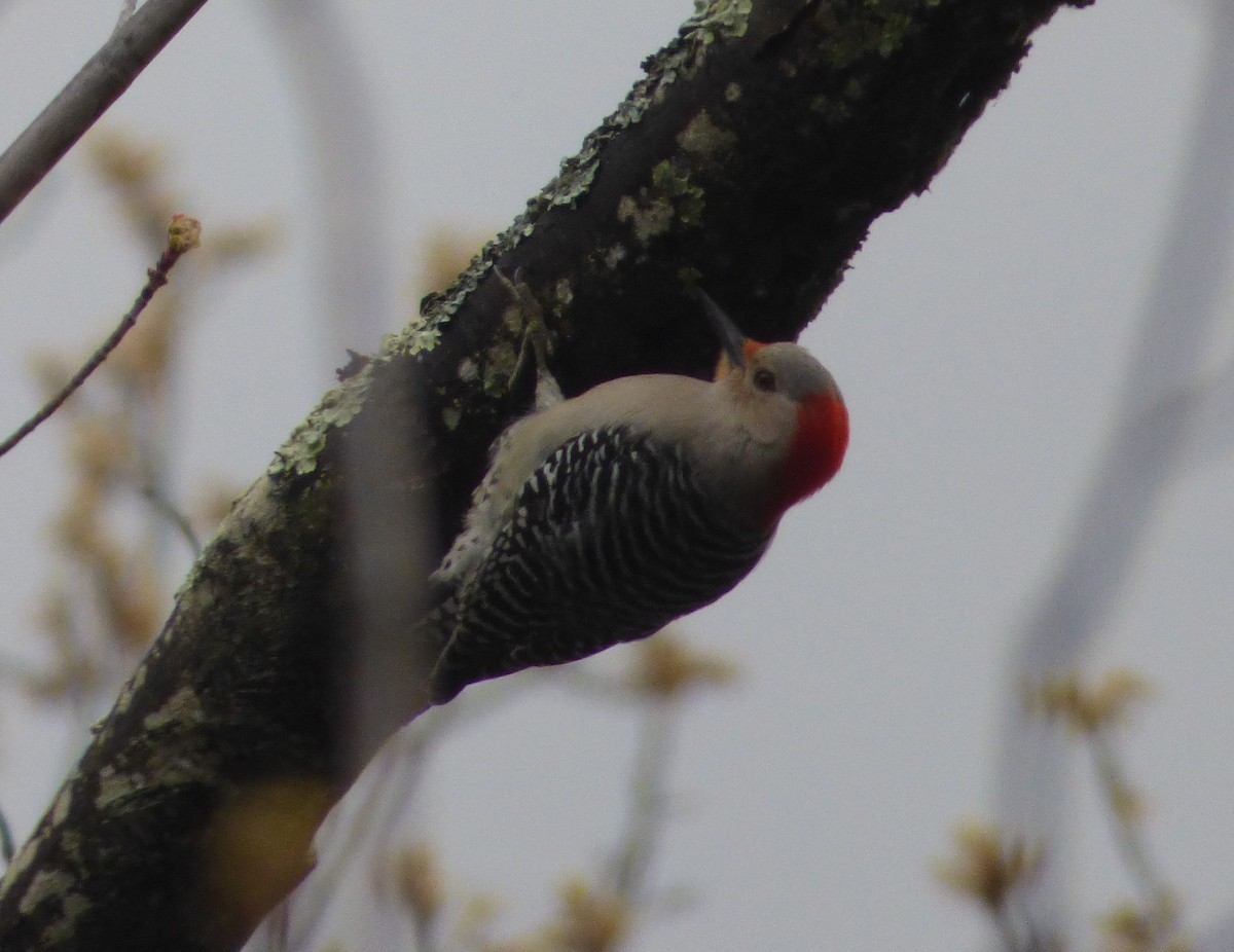 Red-bellied Woodpecker - ML28108491