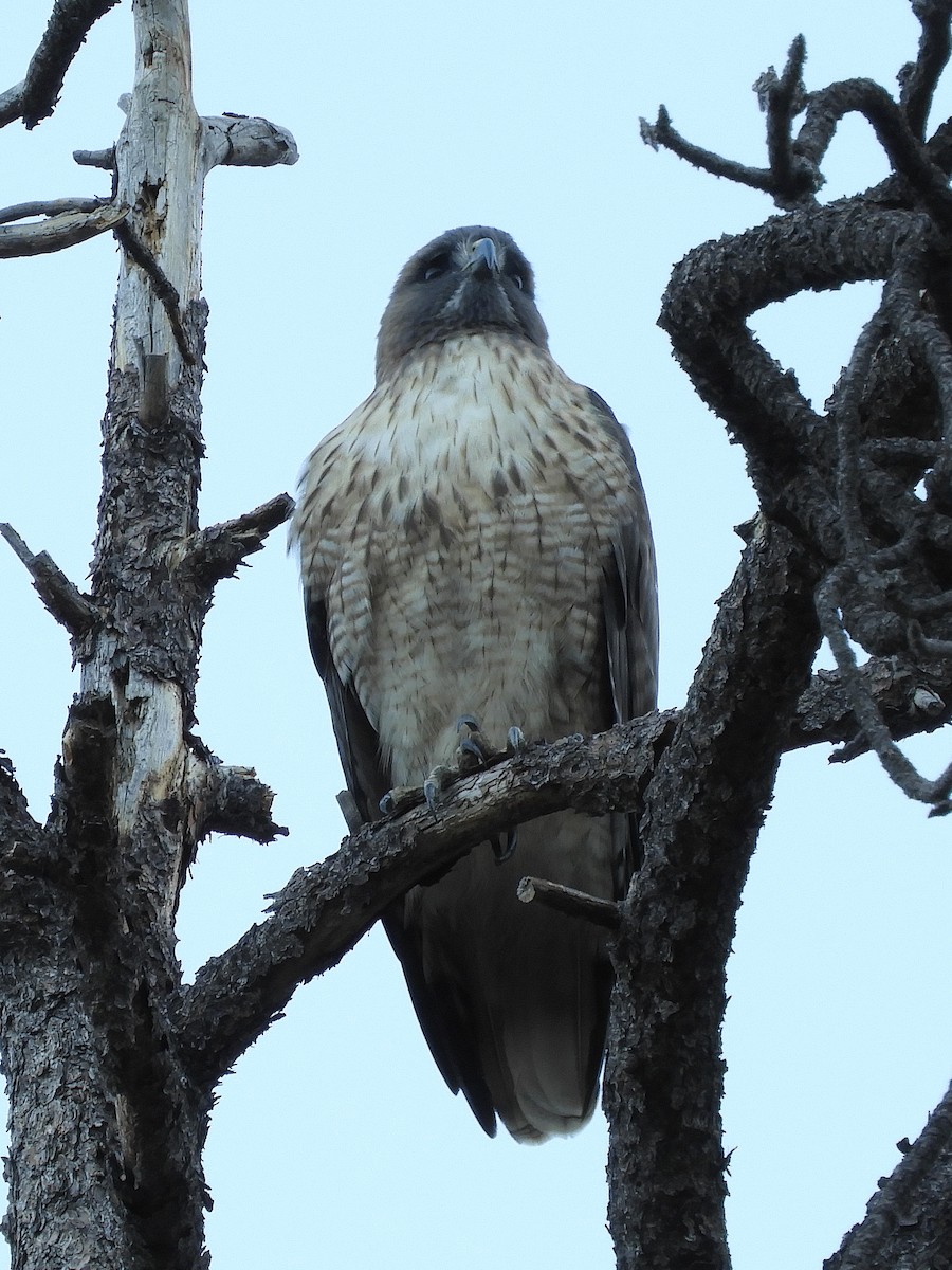 Red-tailed Hawk - ML281088681