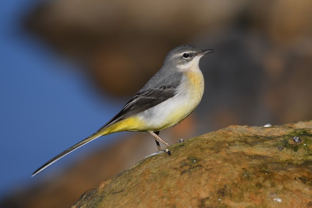 grey wagtail