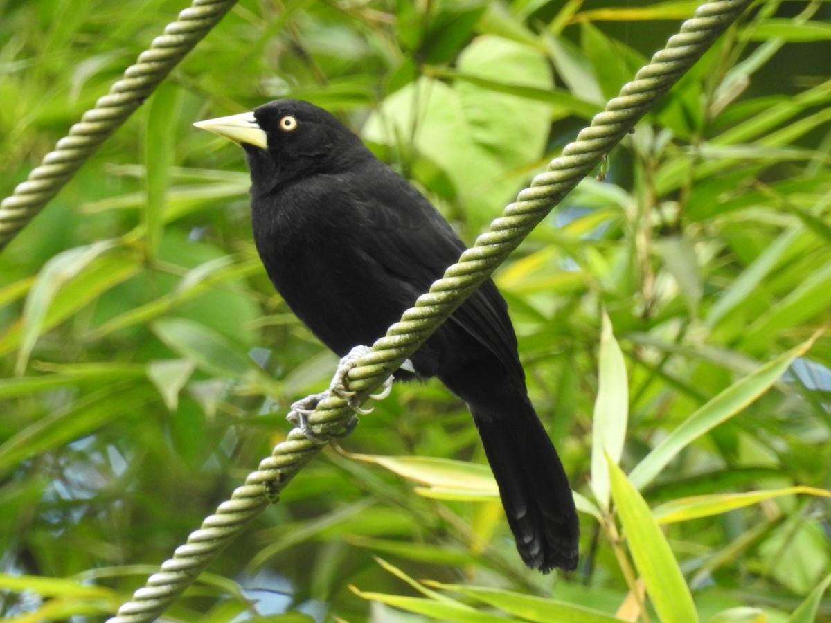 Yellow-billed Cacique - ML281090181