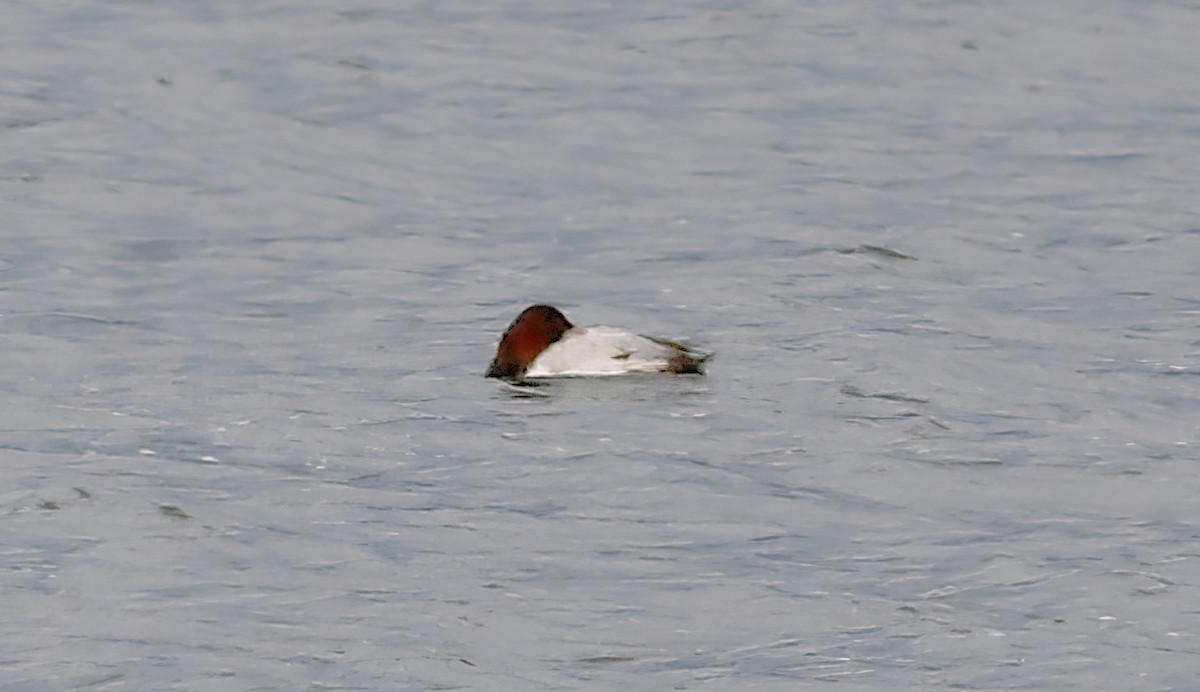 Canvasback - Gary Jarvis
