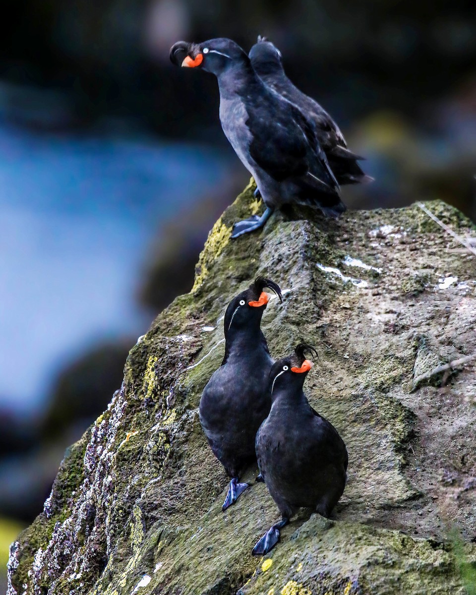 Crested Auklet - ML281093441