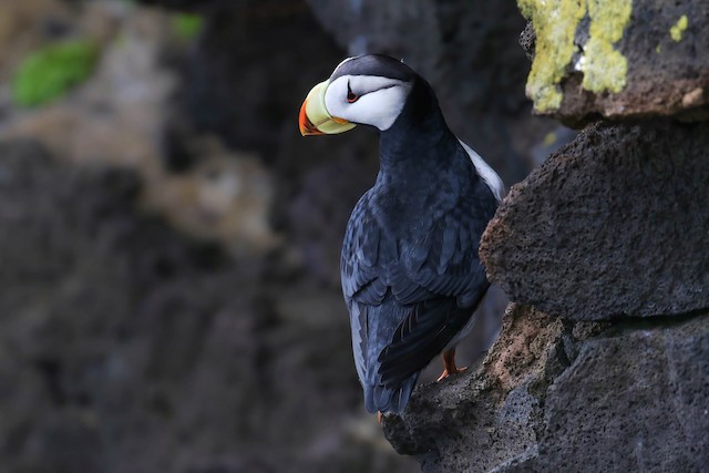 Horned Puffin Identification, All About Birds, Cornell Lab of