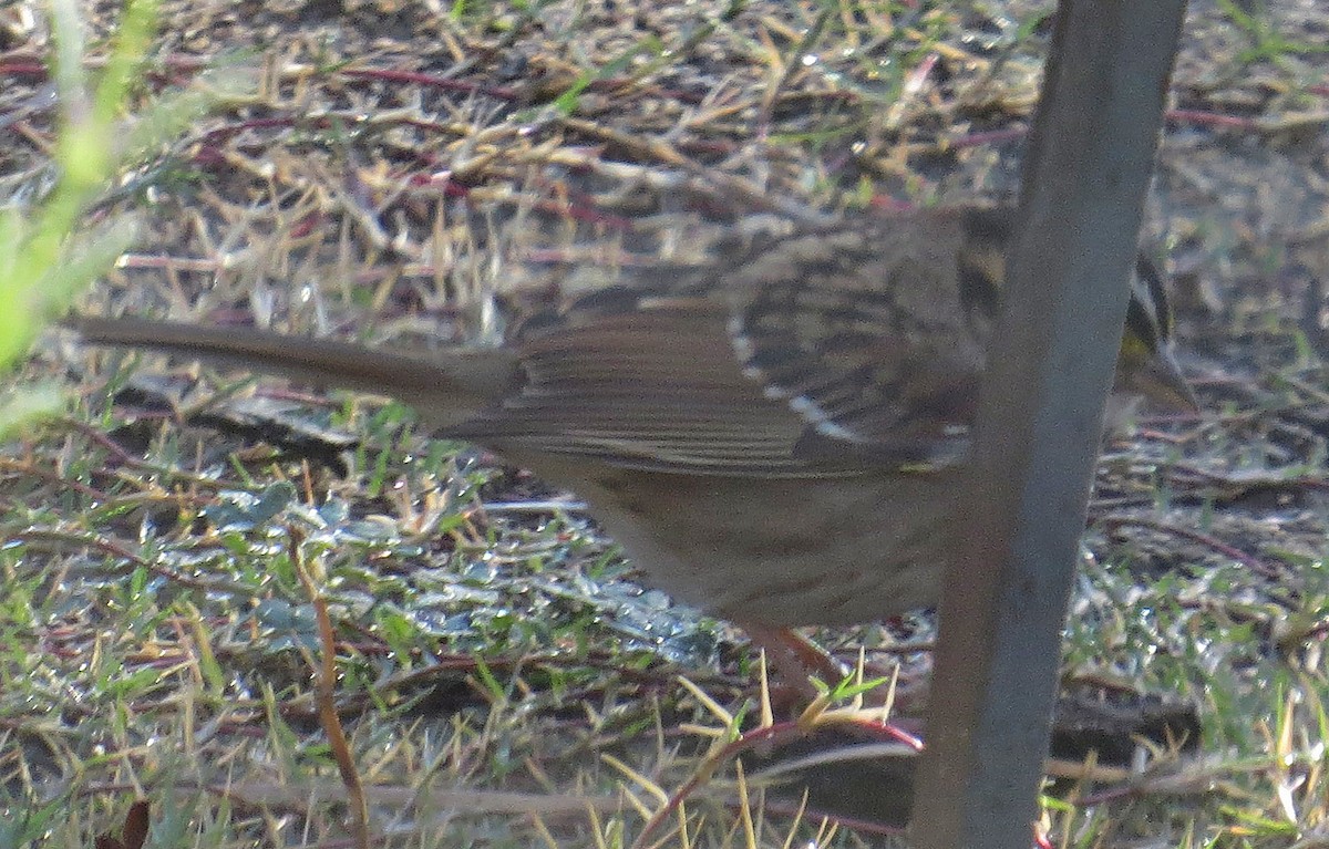 White-throated Sparrow - ML281094031