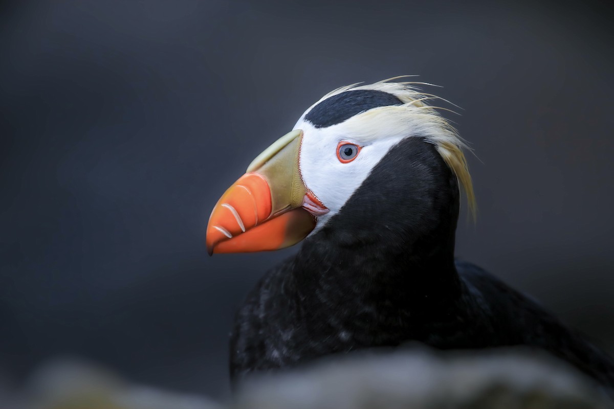Tufted Puffin - Thomas Ford-Hutchinson