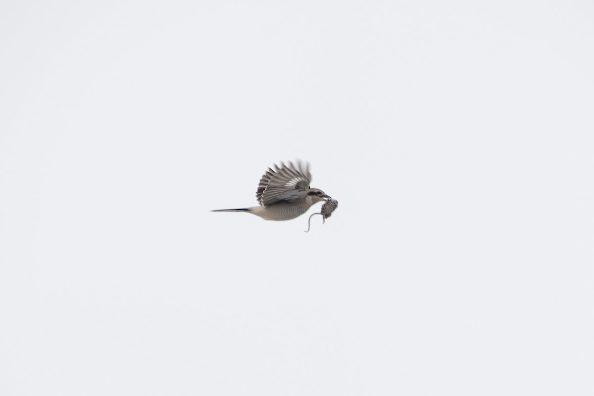 Northern Shrike - Darren Dewitt