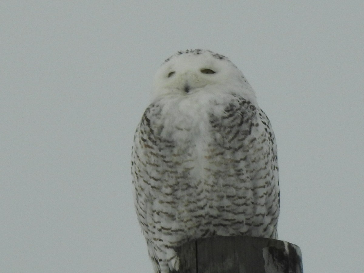 Snowy Owl - ML281099051