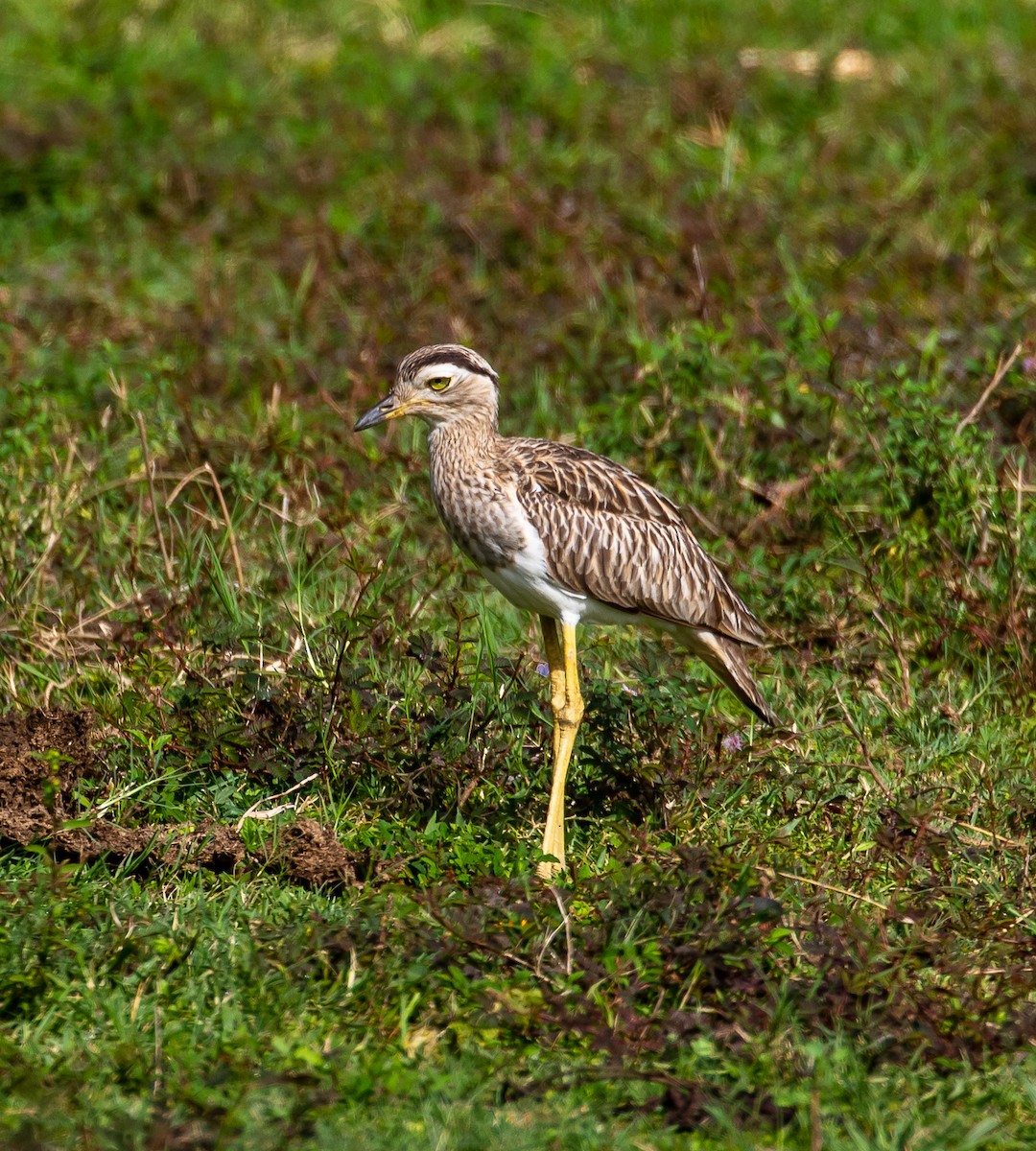 Double-striped Thick-knee - ML281104041