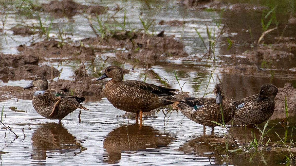 Blue-winged Teal - ML281104441