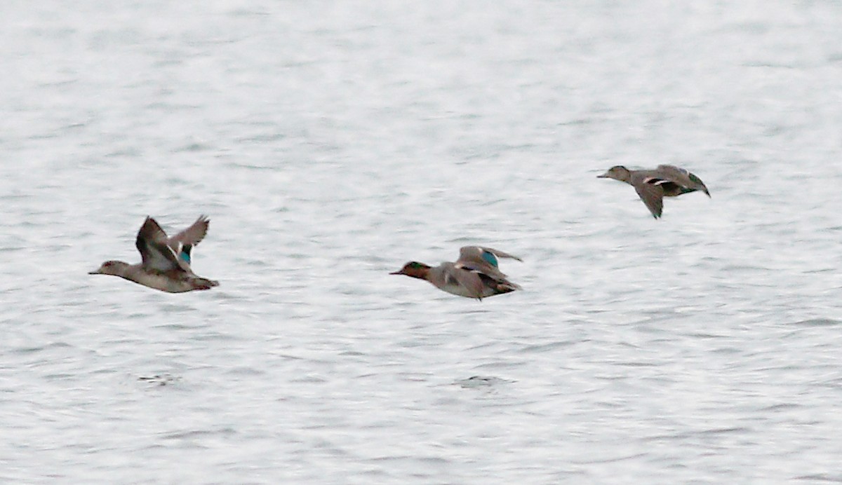 Green-winged Teal - ML281109831