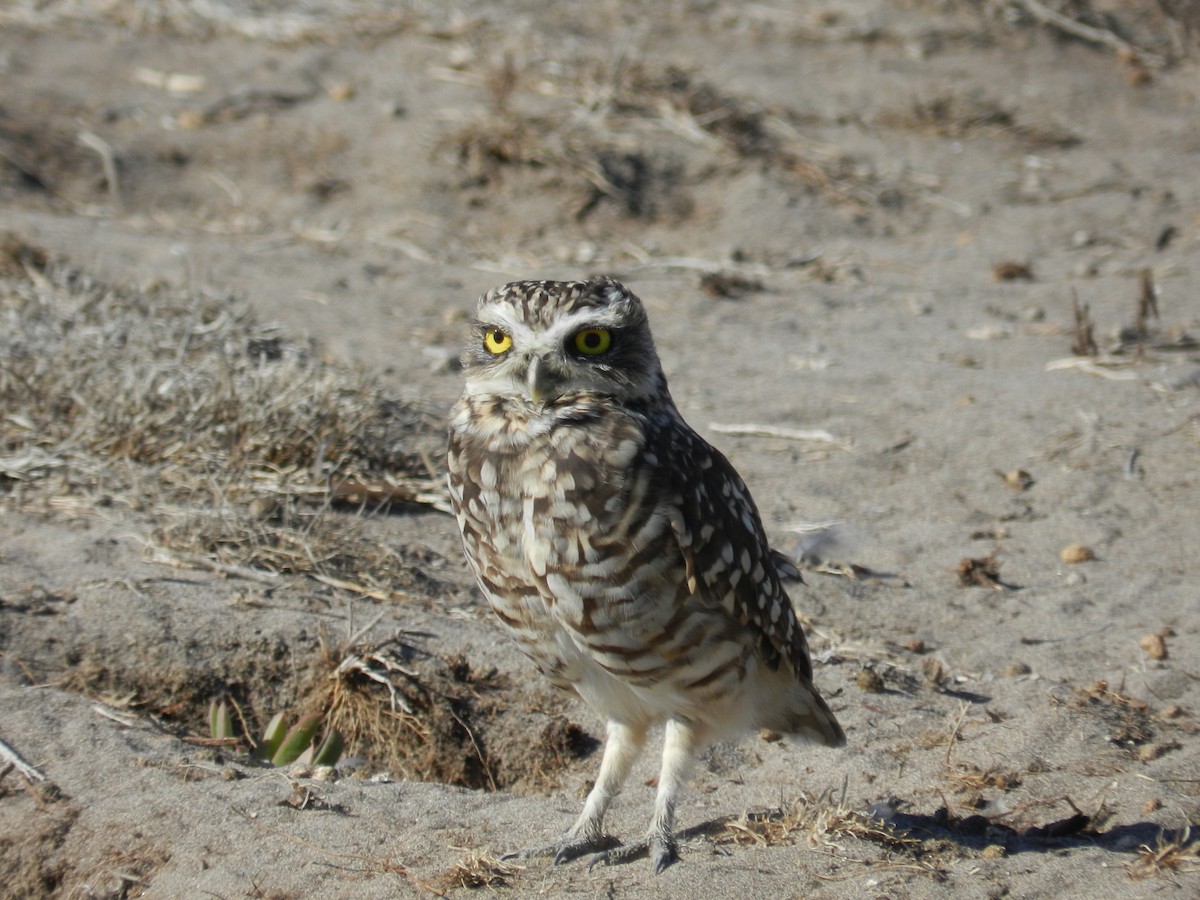 Burrowing Owl - ML281111271
