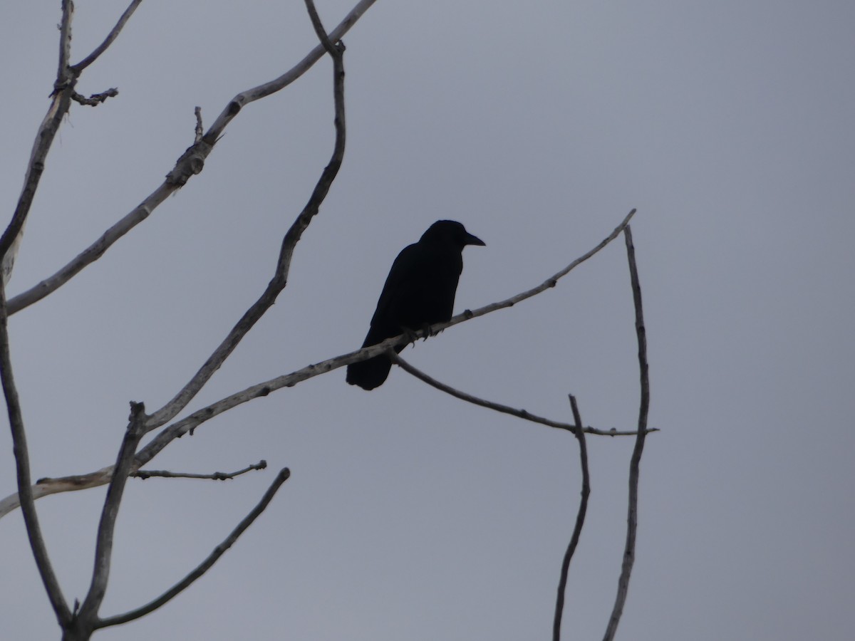 American Crow - ML281113931