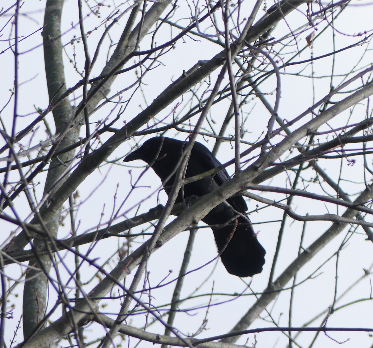 American Crow - ML281115251