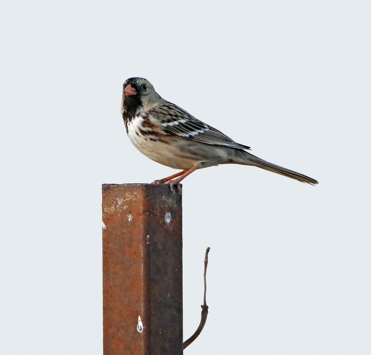 Harris's Sparrow - ML281117781
