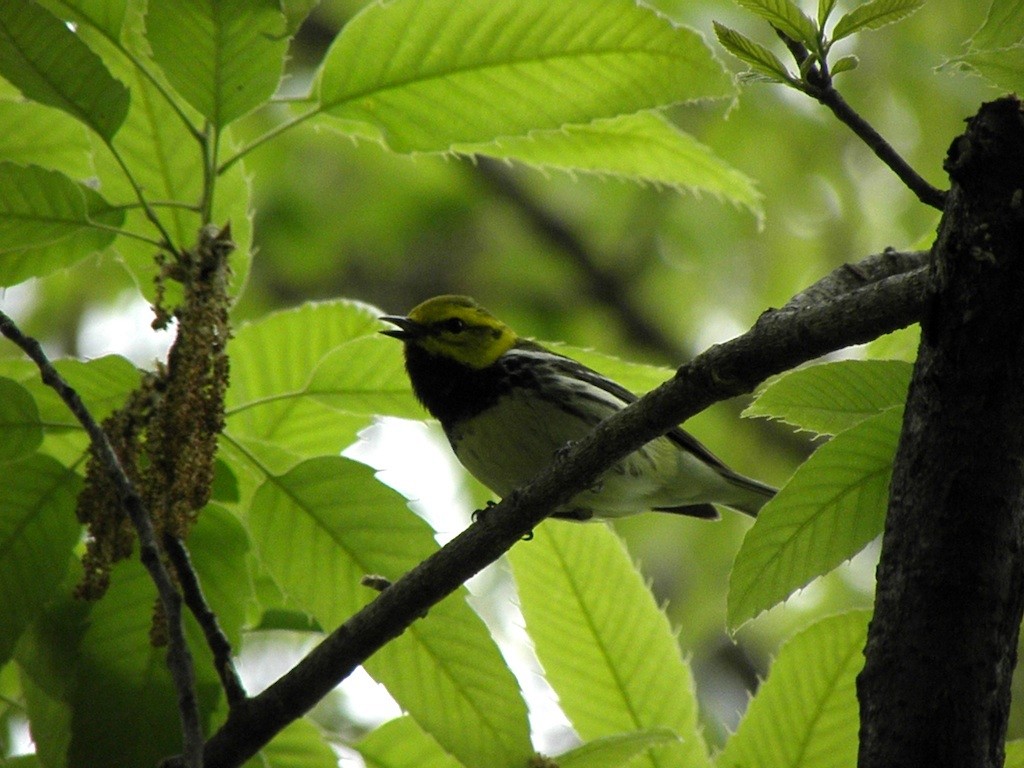 Black-throated Green Warbler - Takayuki Uchida