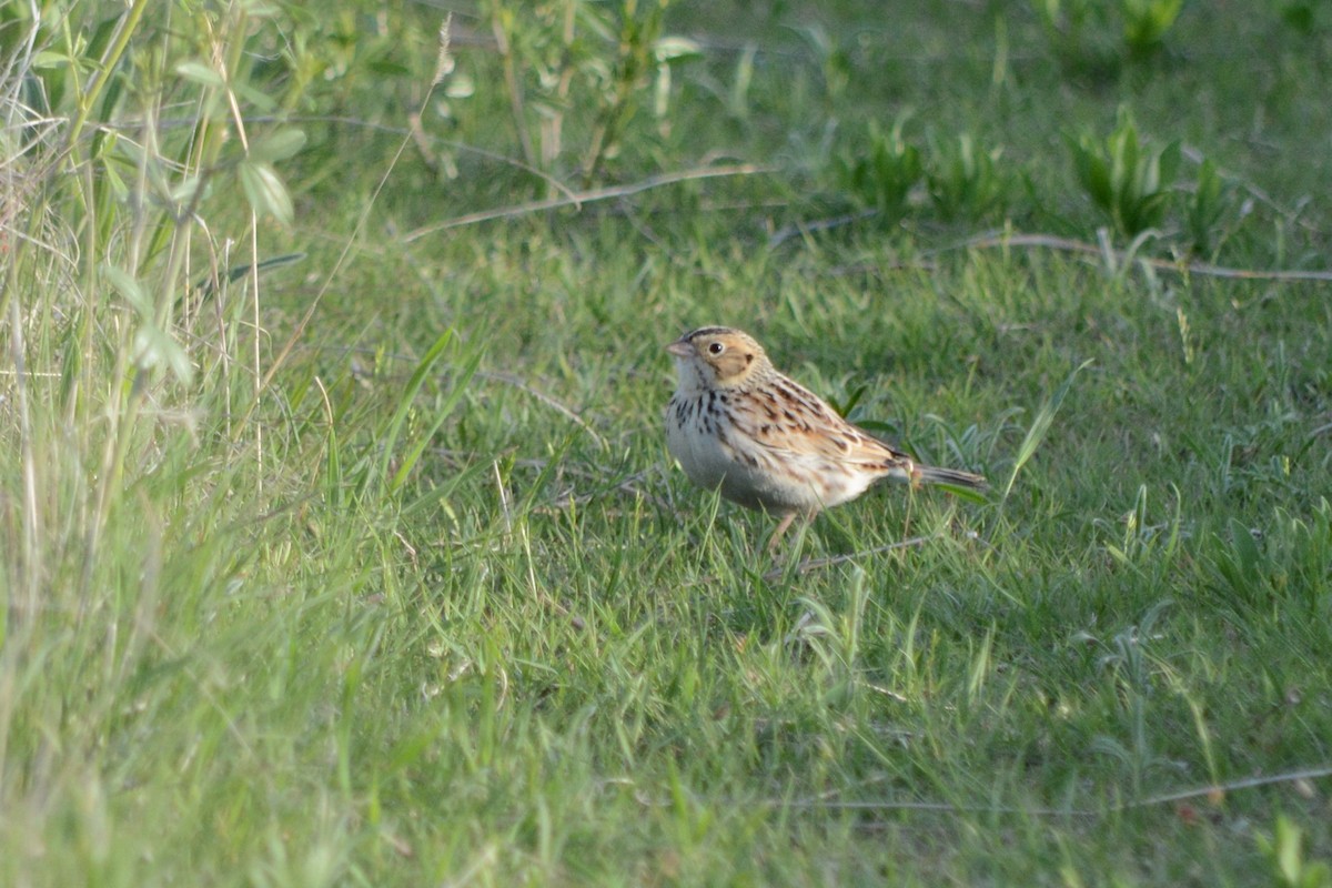 Baird's Sparrow - Brett Sandercock