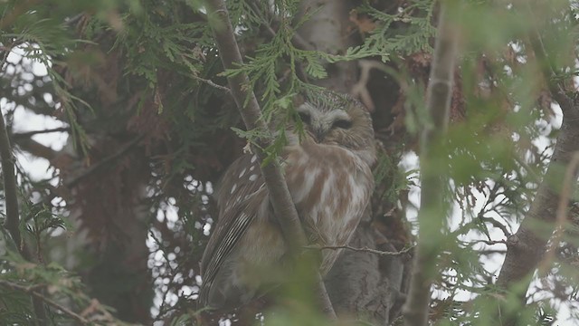 Northern Saw-whet Owl - ML281128751