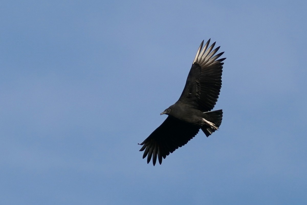 Black Vulture - Peter F
