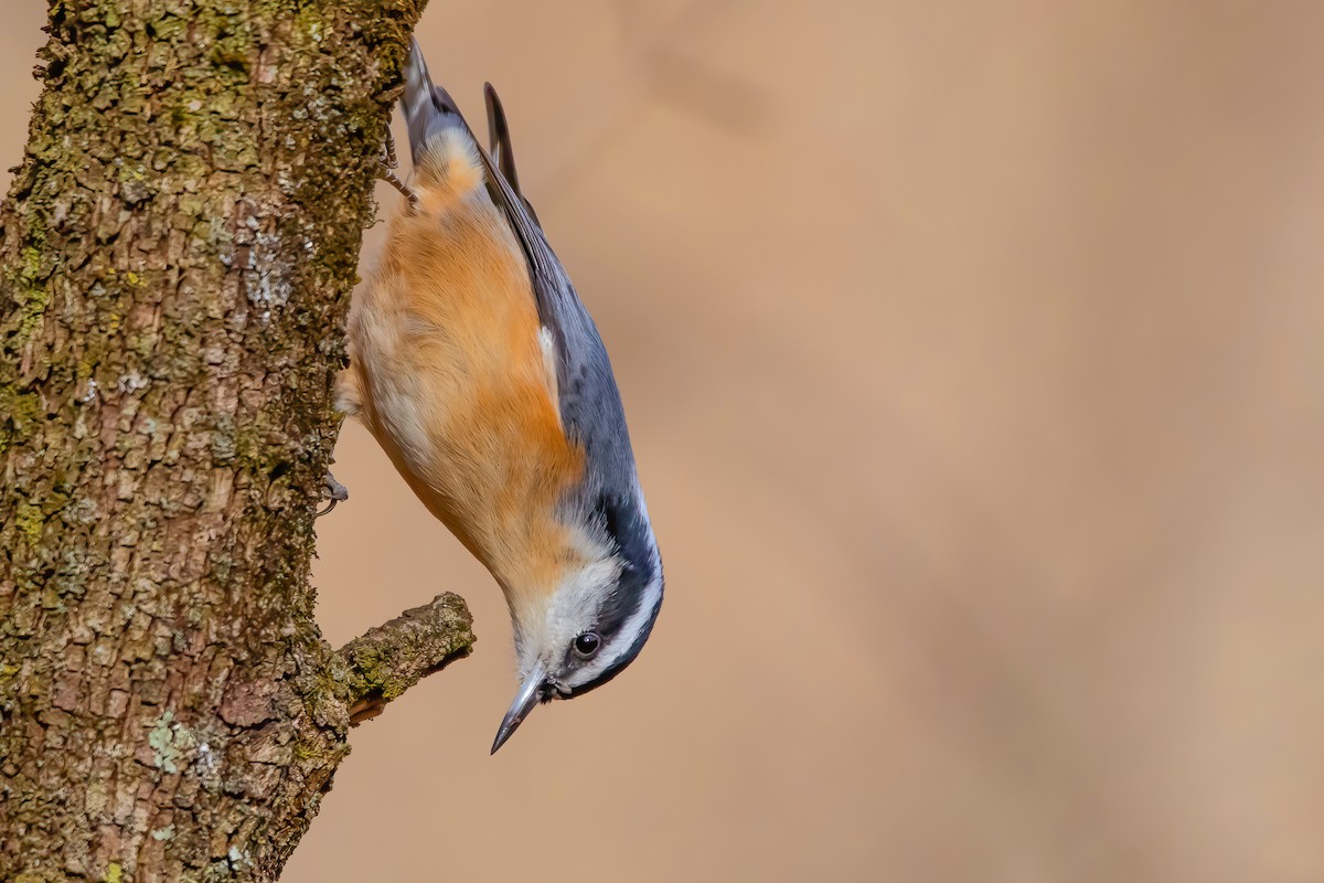 Red-breasted Nuthatch - ML281130671