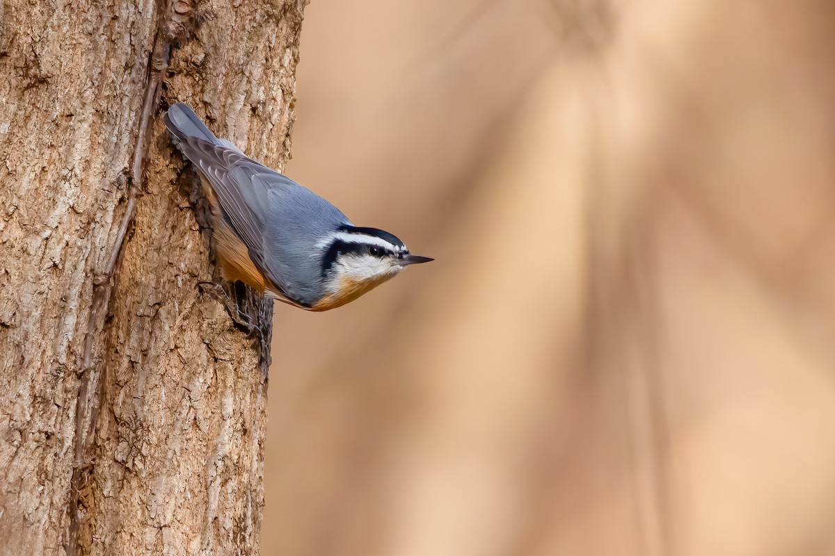 Red-breasted Nuthatch - Matthew Plante