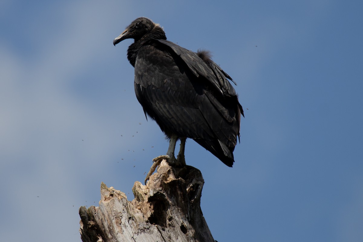 Black Vulture - ML281132211