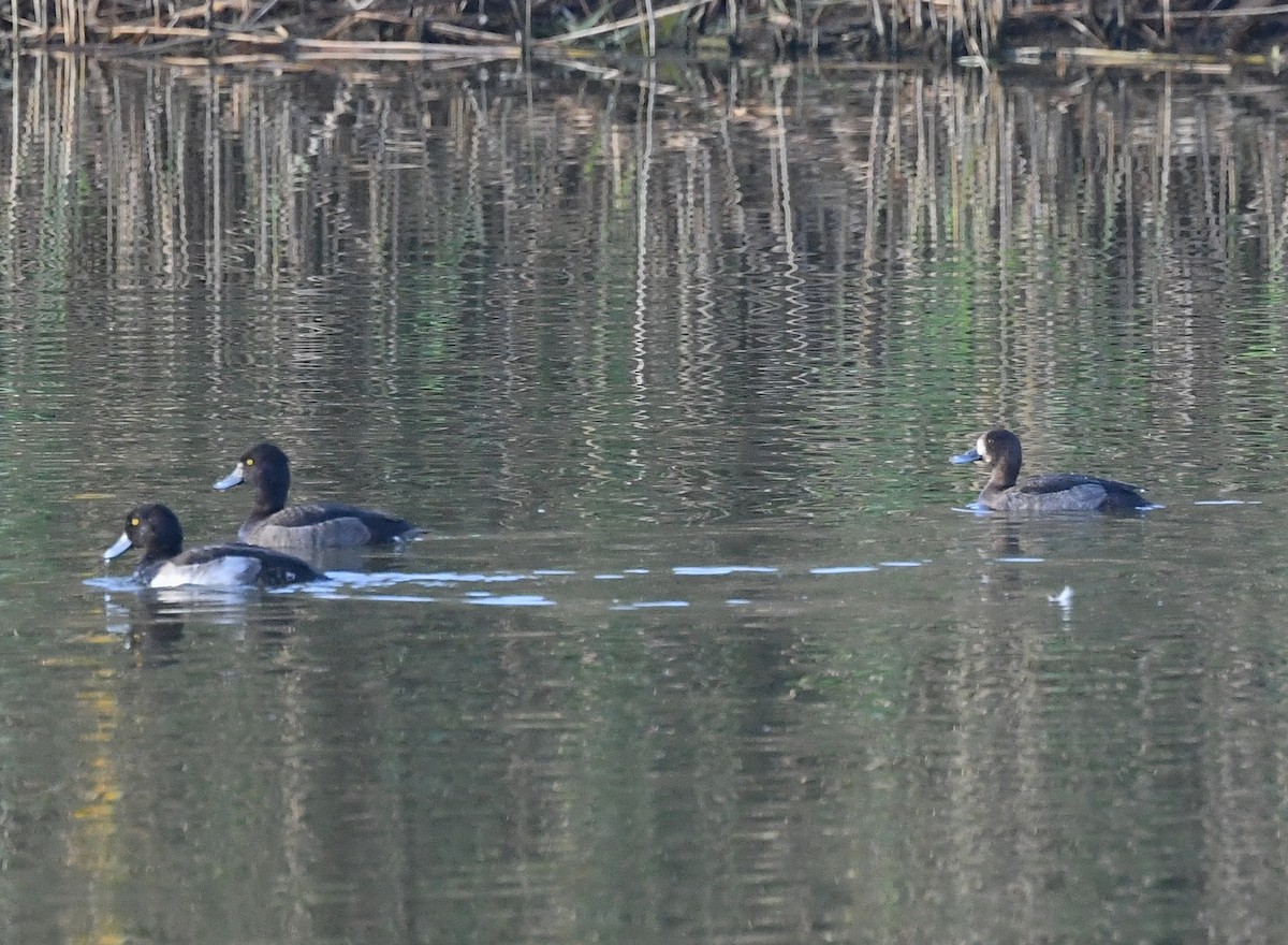 Greater Scaup - Ting-Wei (廷維) HUNG (洪)