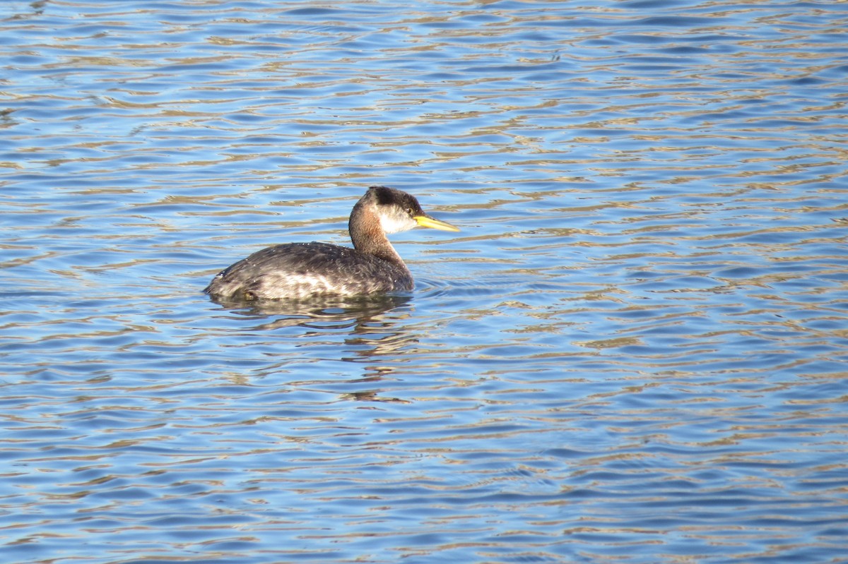 Red-necked Grebe - ML281142241