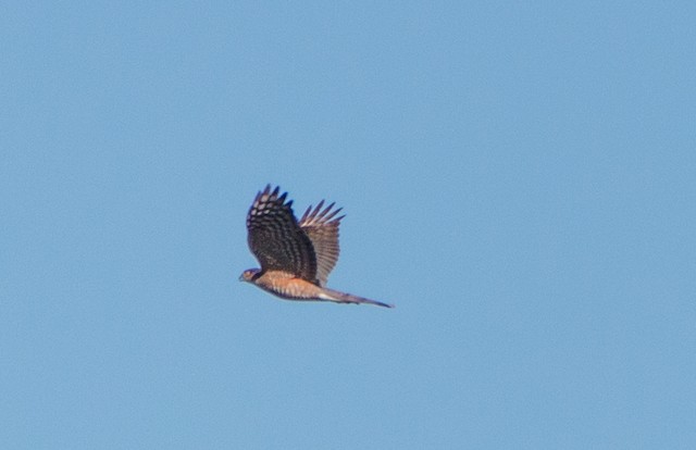 Sharp-shinned Hawk (Northern)