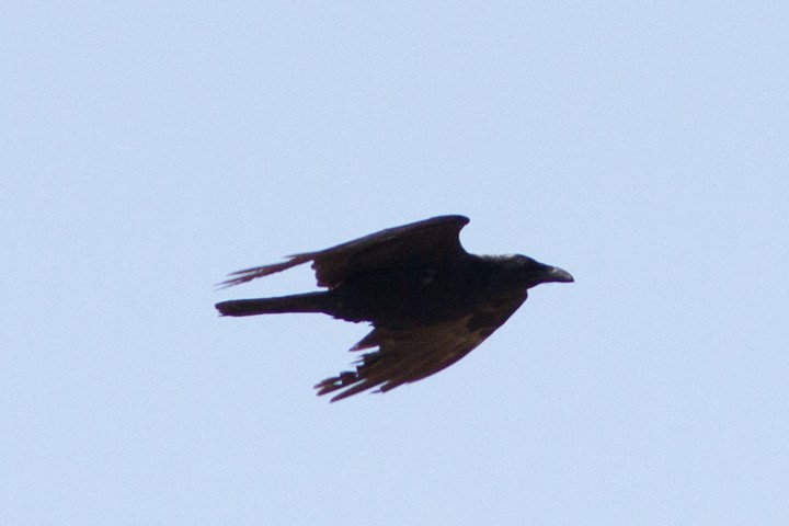Common Raven - ML28114741