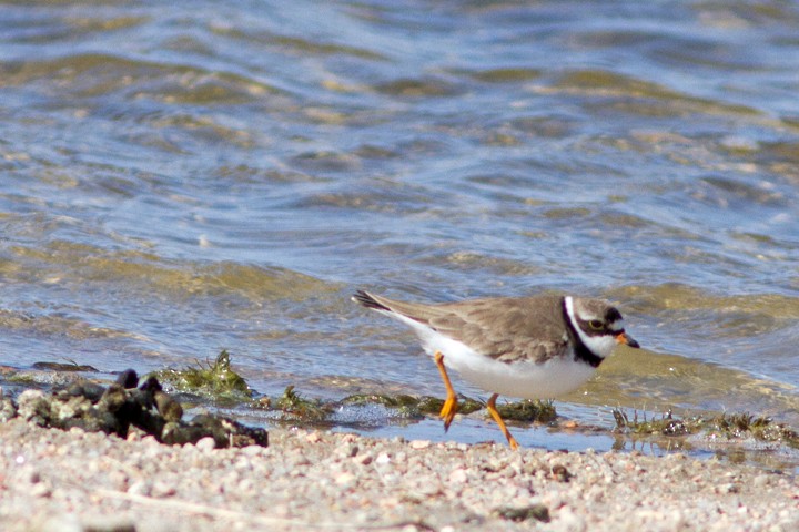 Semipalmated Plover - ML28114851