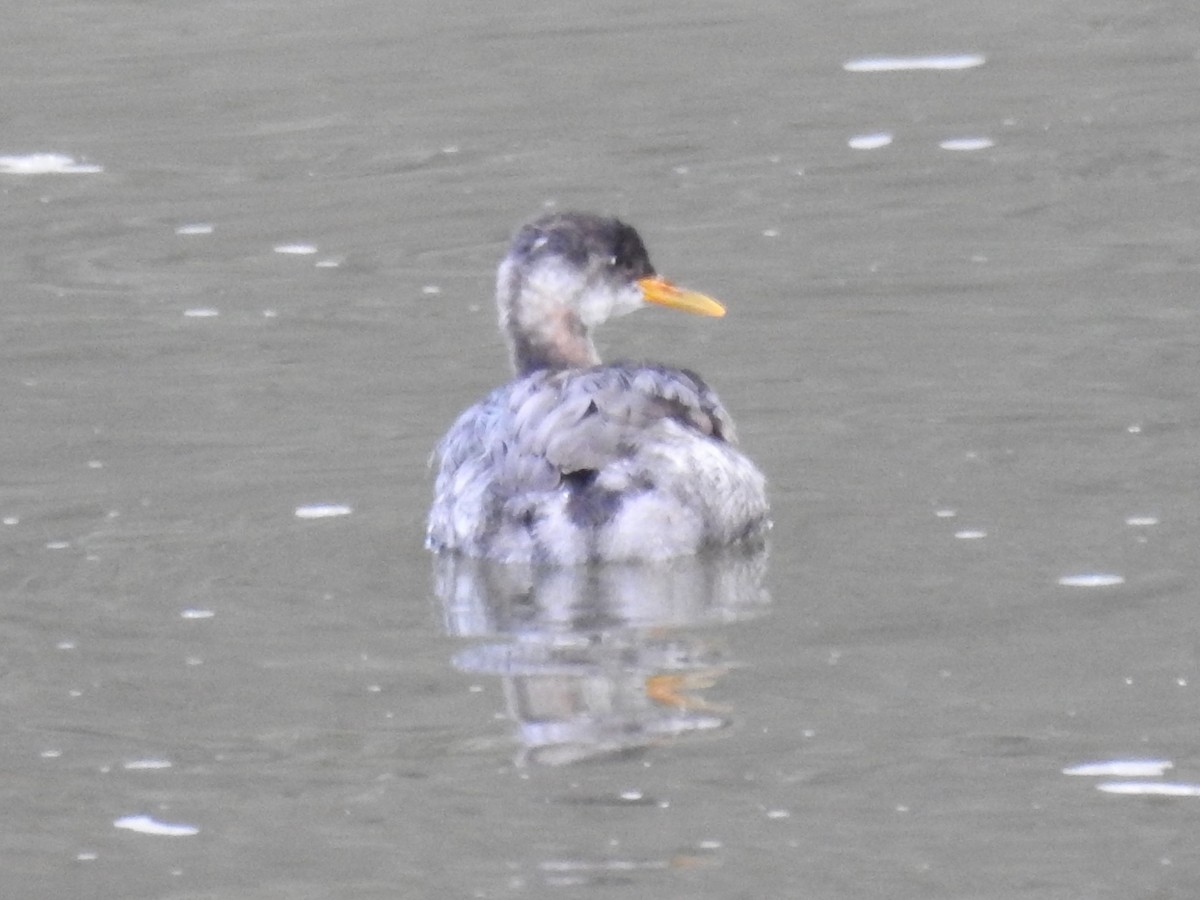 Red-necked Grebe - ML281152321