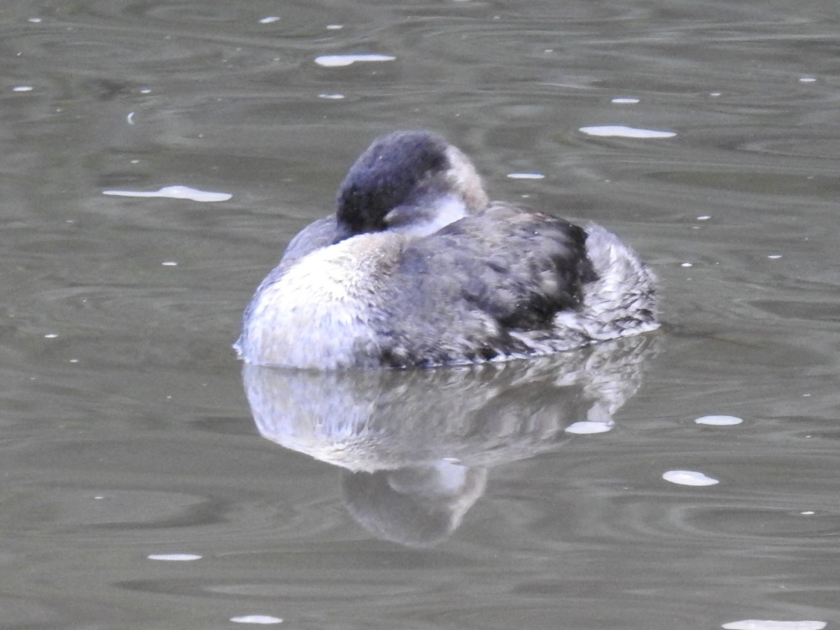 Red-necked Grebe - ML281152331