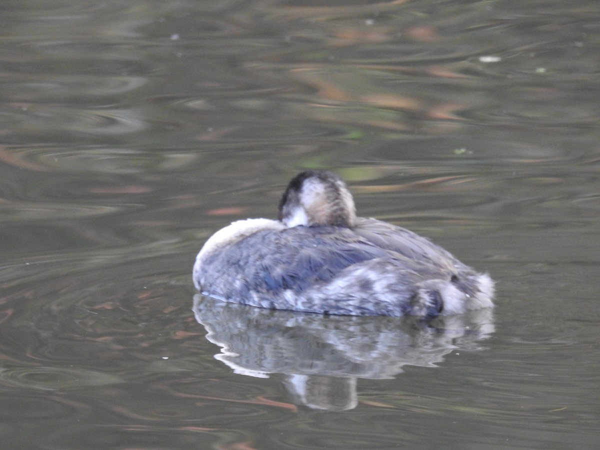 Red-necked Grebe - ML281152471