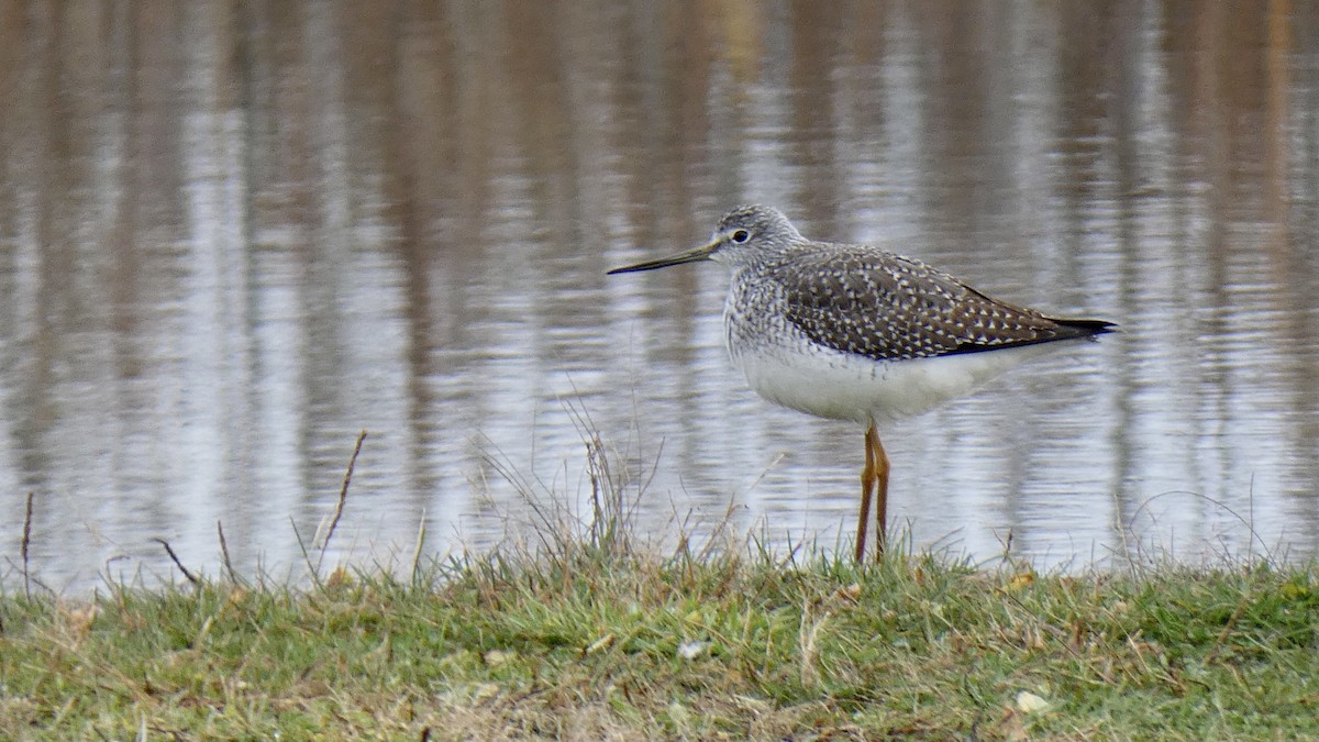 Greater Yellowlegs - Andy Brown