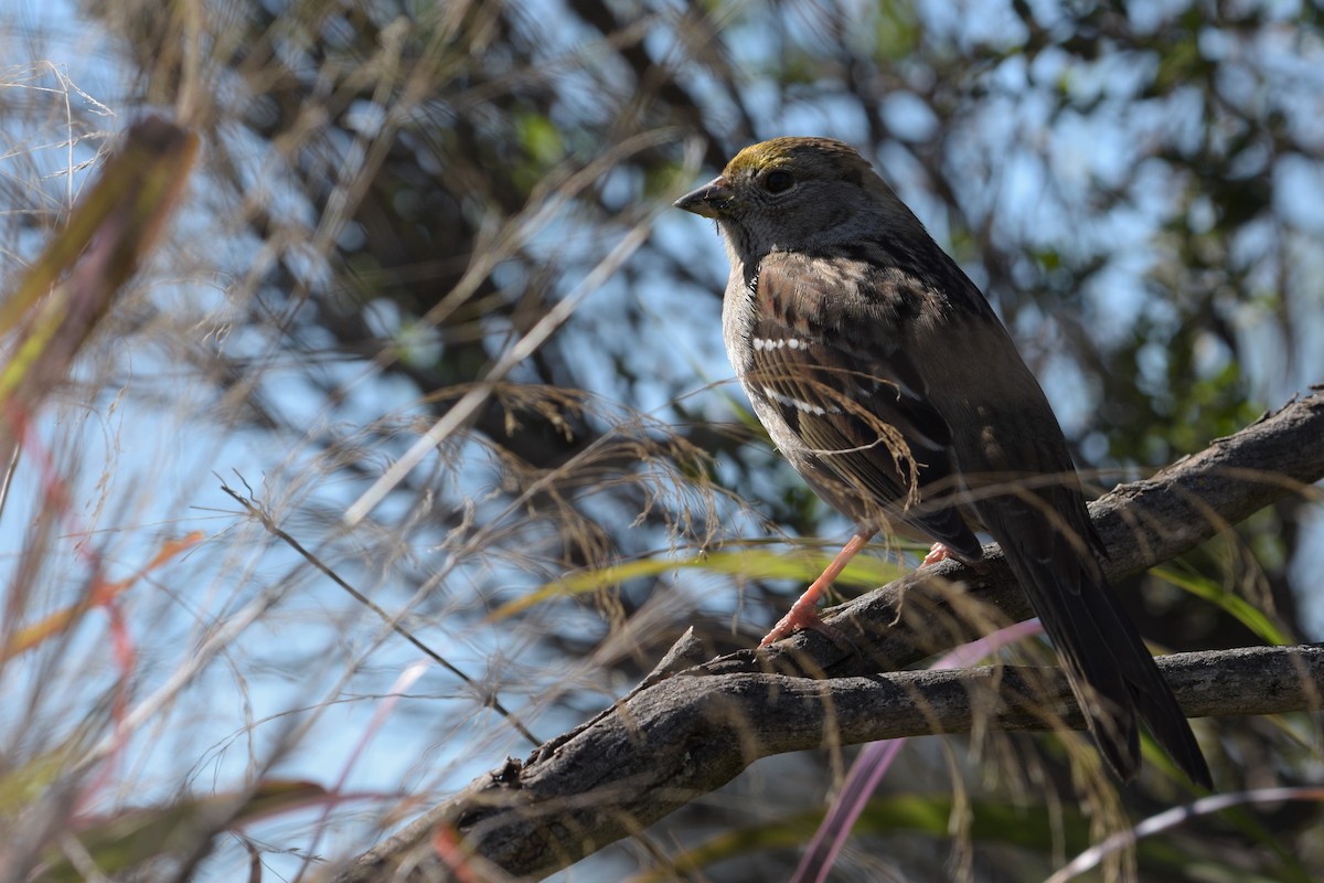Golden-crowned Sparrow - ML281156011