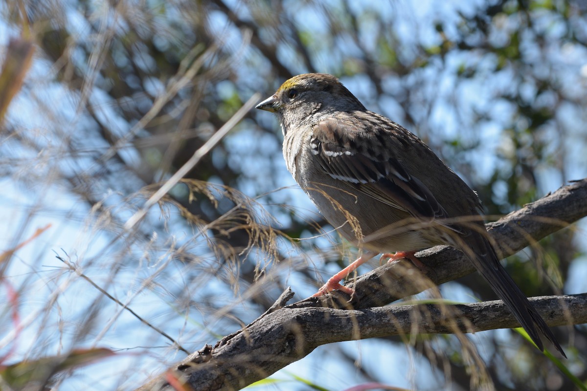 Golden-crowned Sparrow - ML281156021