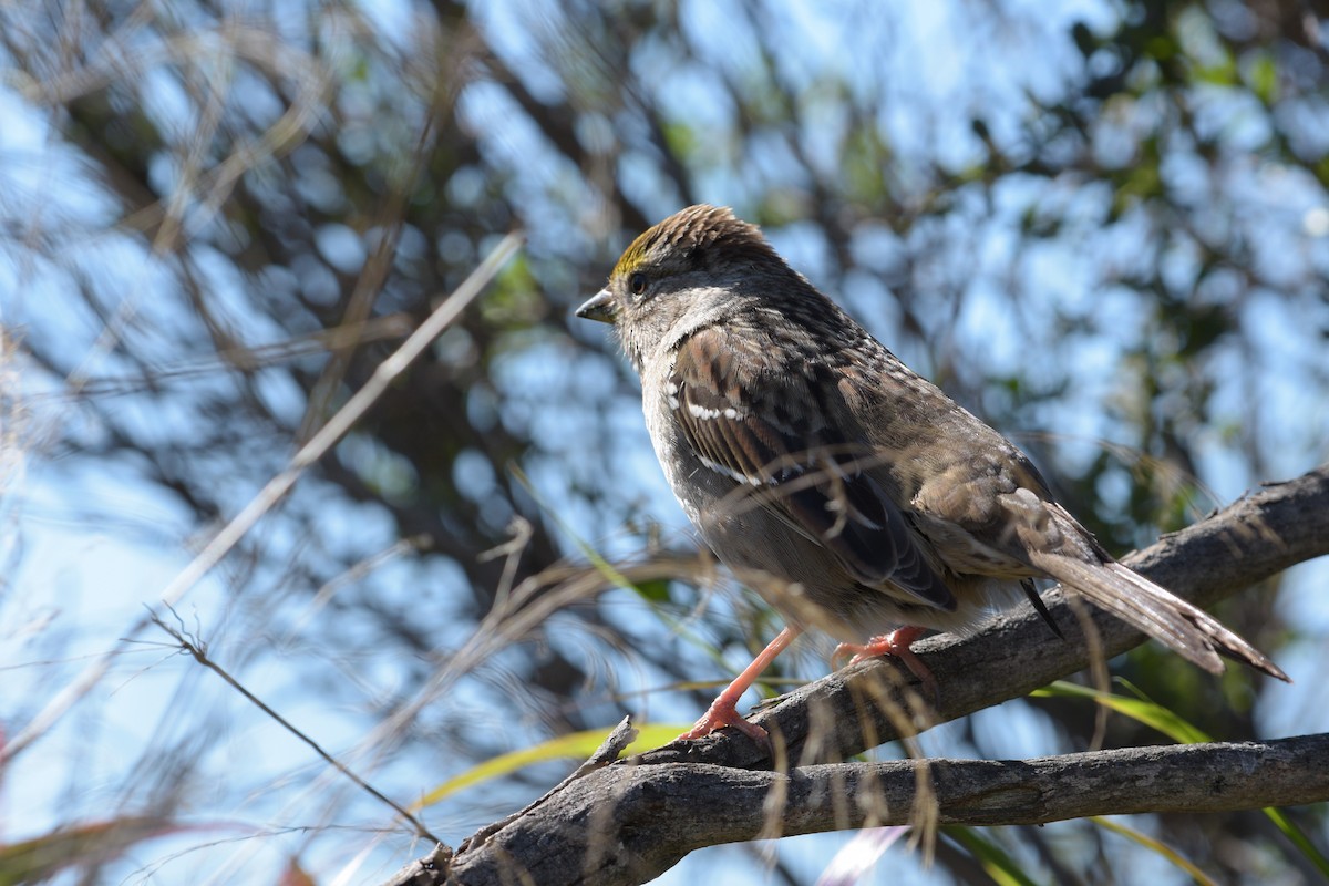 Golden-crowned Sparrow - ML281156031