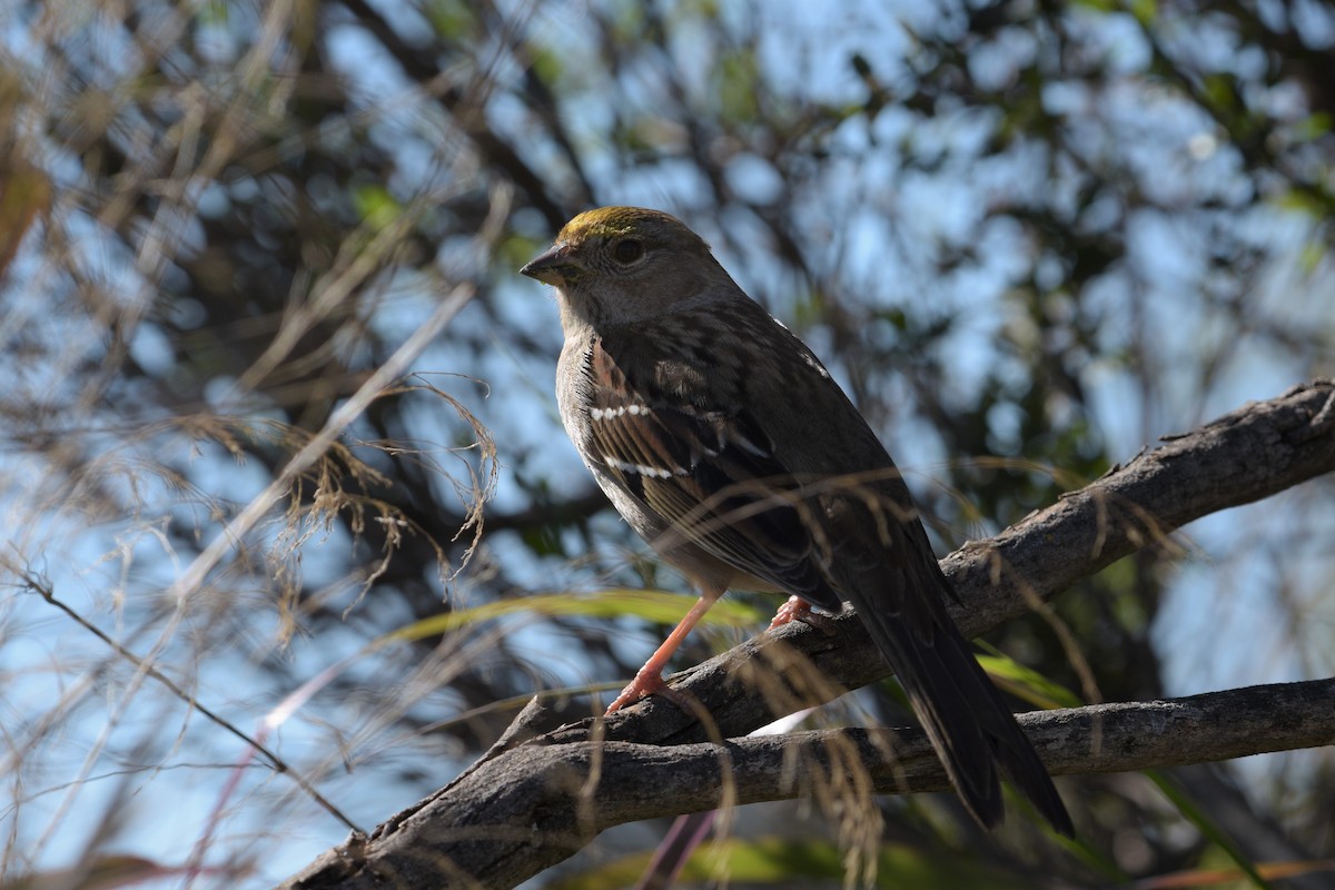 Golden-crowned Sparrow - ML281156041