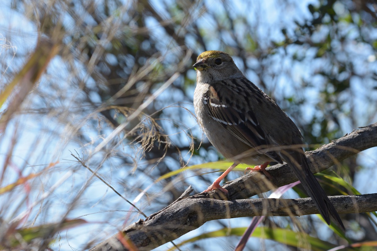 Golden-crowned Sparrow - T I