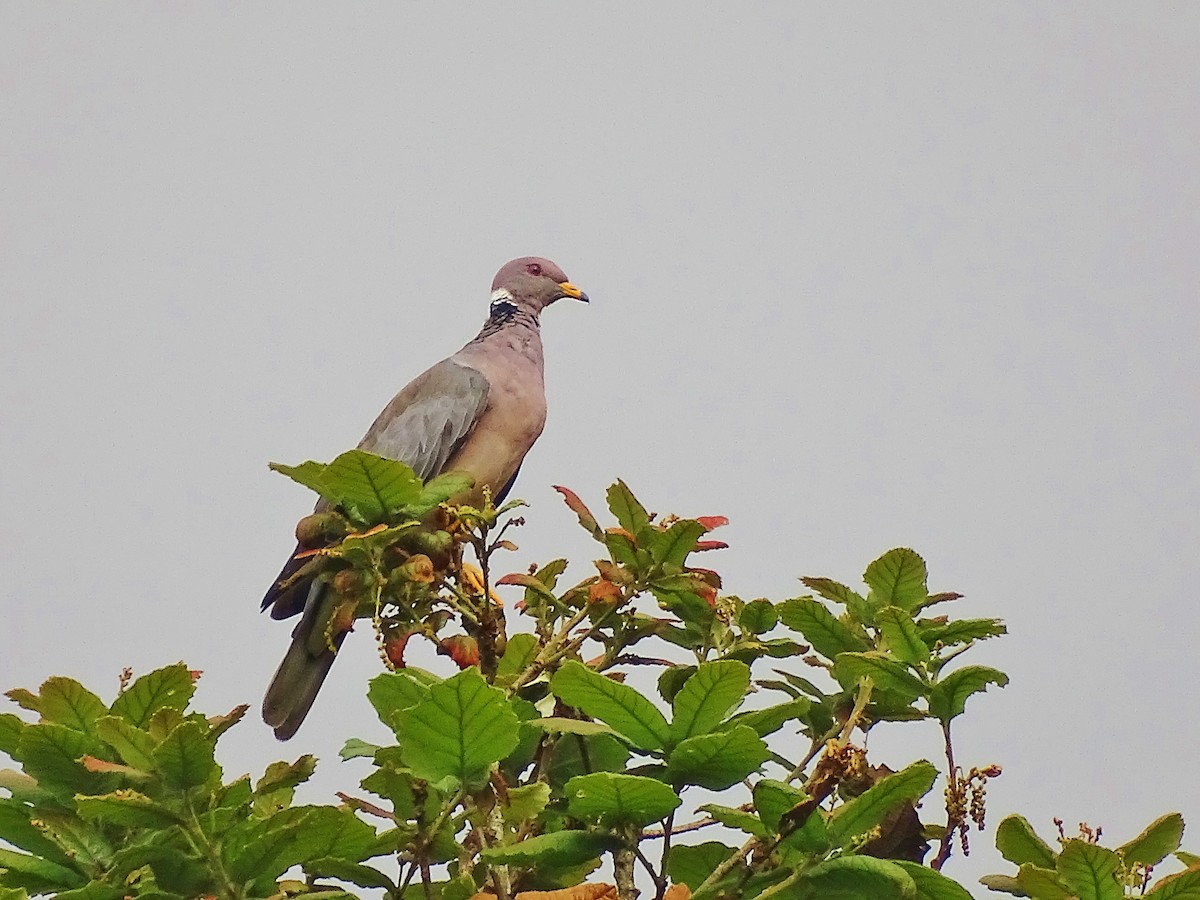 Band-tailed Pigeon - Alfonso Auerbach