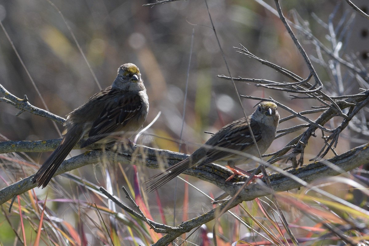 Golden-crowned Sparrow - ML281156871
