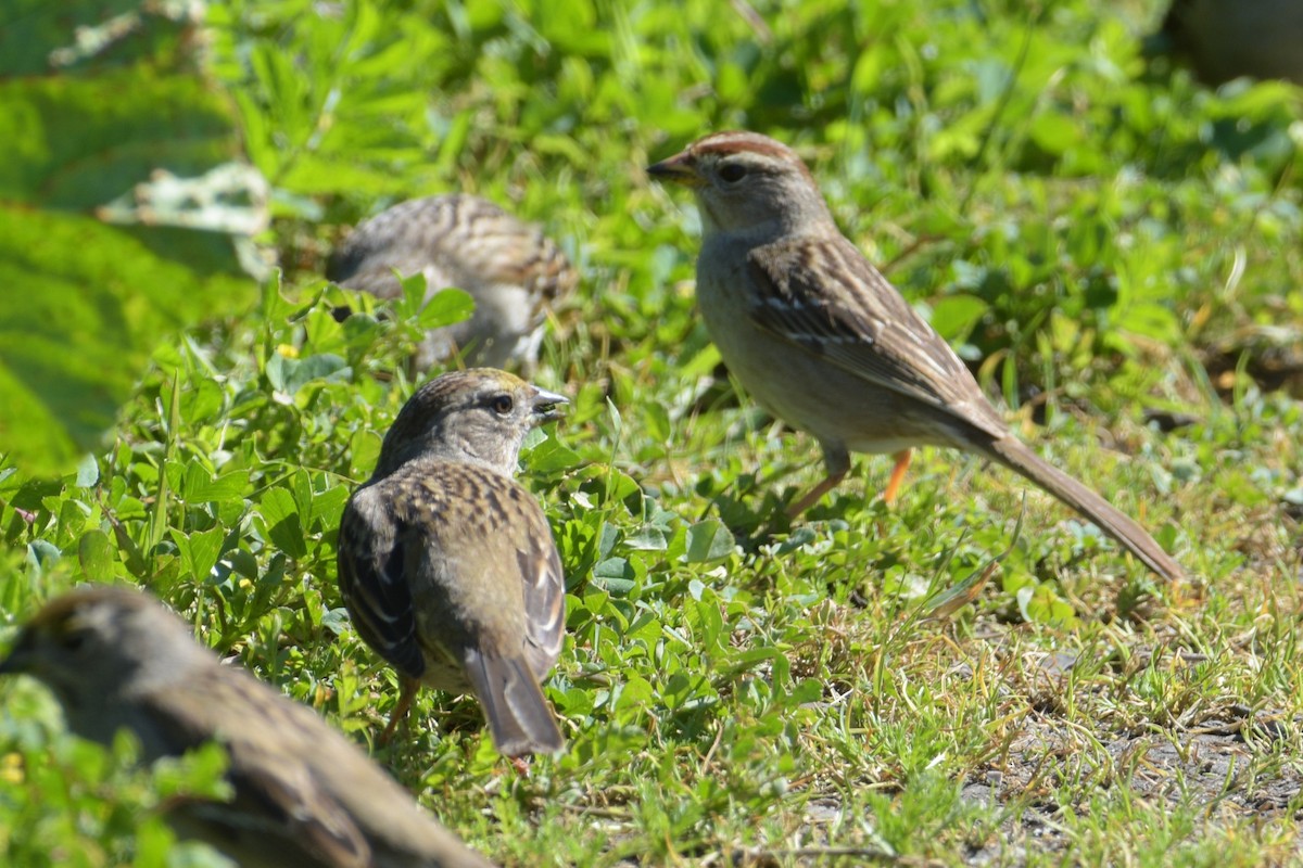 Golden-crowned Sparrow - ML281156881