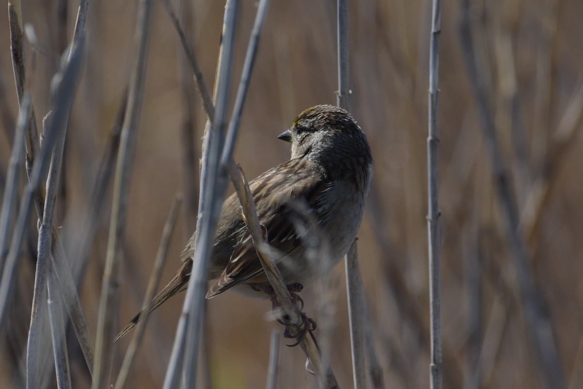 Golden-crowned Sparrow - T I
