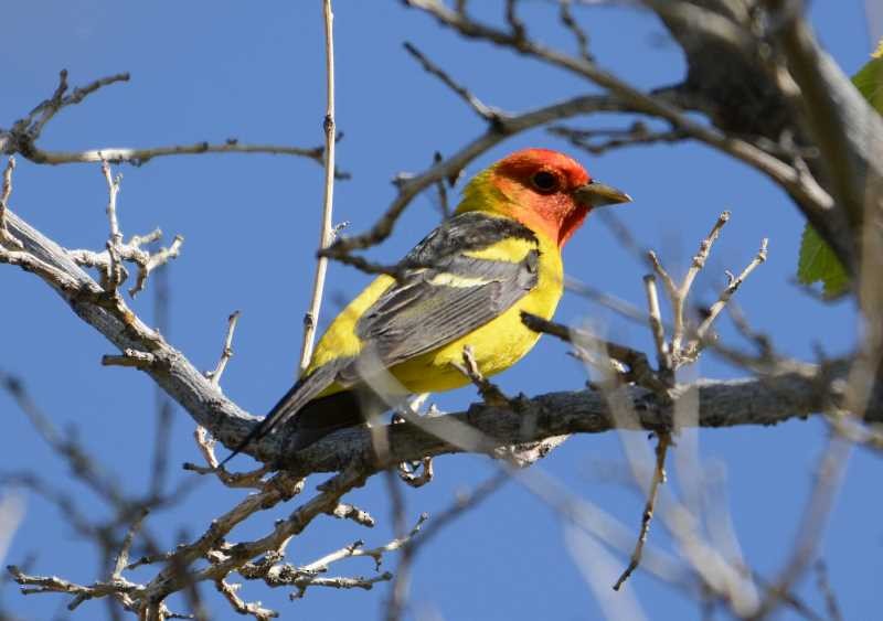 Western Tanager - Jay Wilbur