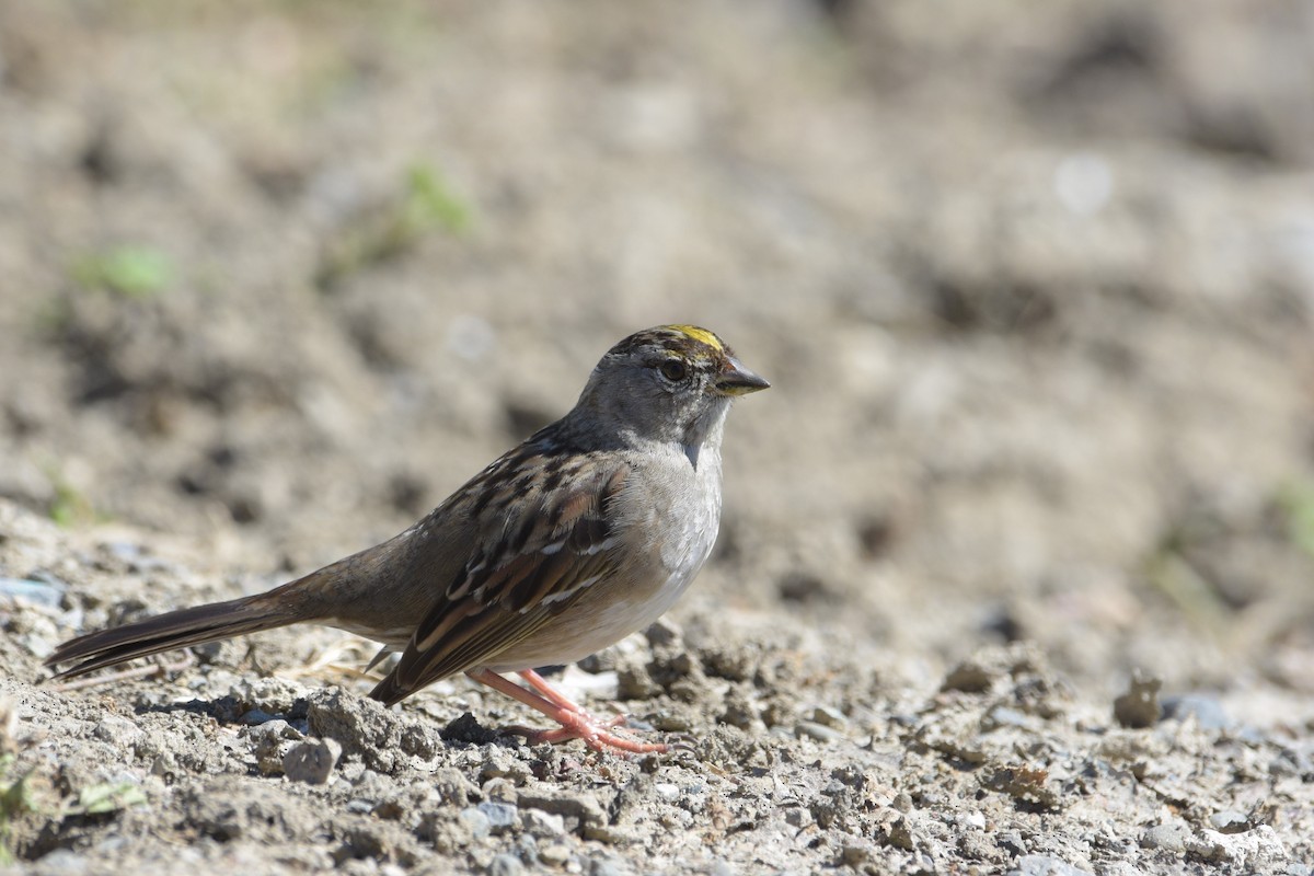 Golden-crowned Sparrow - ML281159841