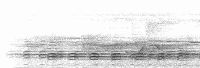 Белобрюхий орлан - ML281163